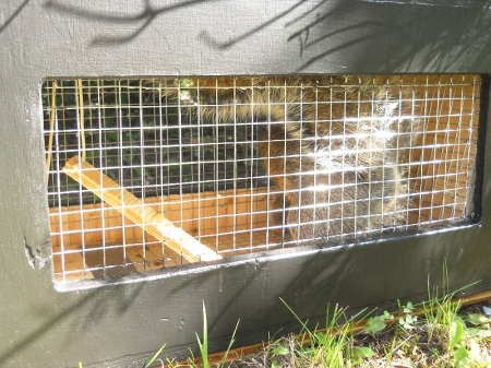 Squirrel Moving Trap / Piège pour relocalisation d'écureuils